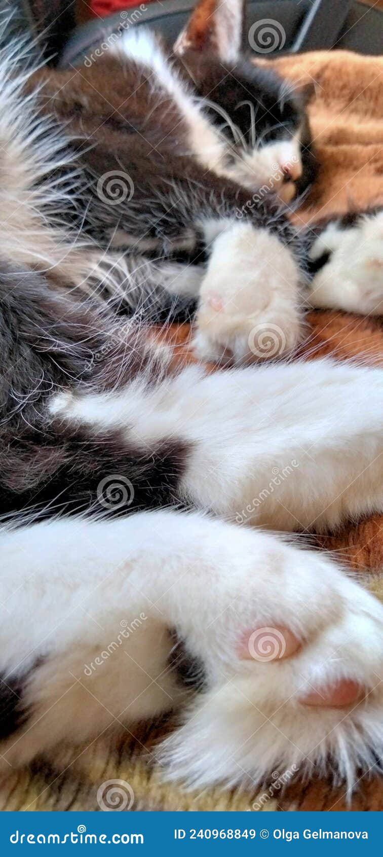 Fluffy cat white paws. stock image. Image of white, socks 240968849