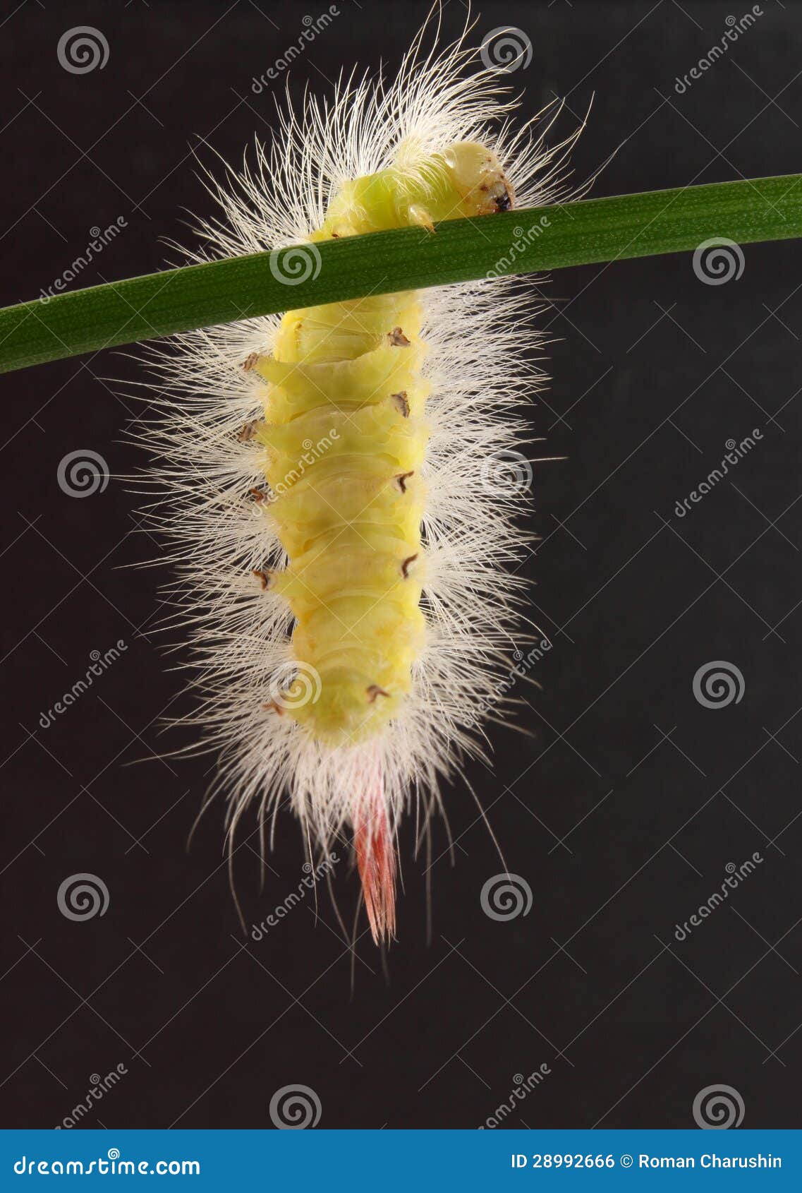 Fluffy caterpillar stock photo. Image of rock, sport 28992666