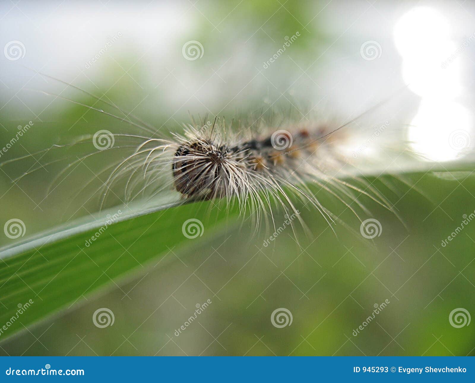 Fluffy caterpillar stock image. Image of fuzz, green, insect 945293