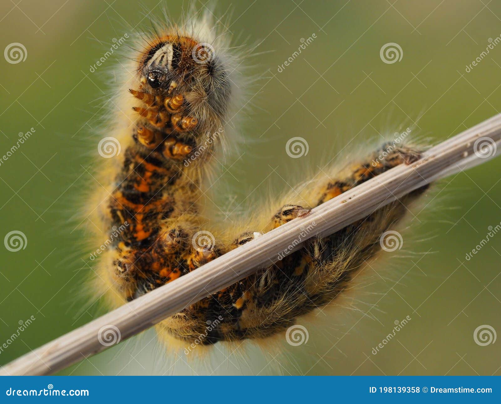 A Fluffy Caterpillar on the Branch Stock Photo - Image of plant, worm:  198139358