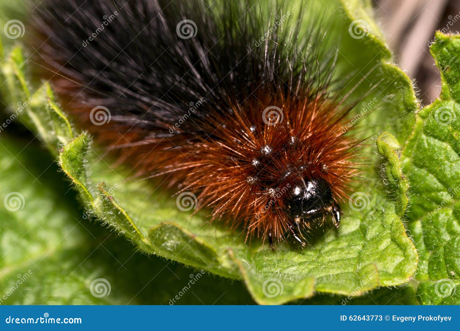 Fluffy Caterpillar RoyaltyFree Stock Photography