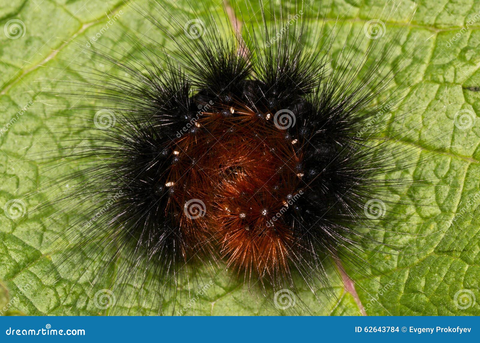 Fluffy caterpillar stock photo. Image of green, downy 62643784