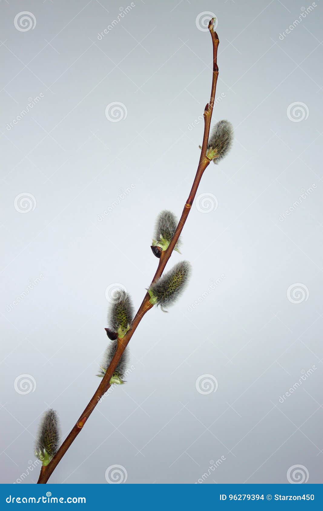 Fluffy Catkins of a Willow Tree on a White Background. Stock Photo