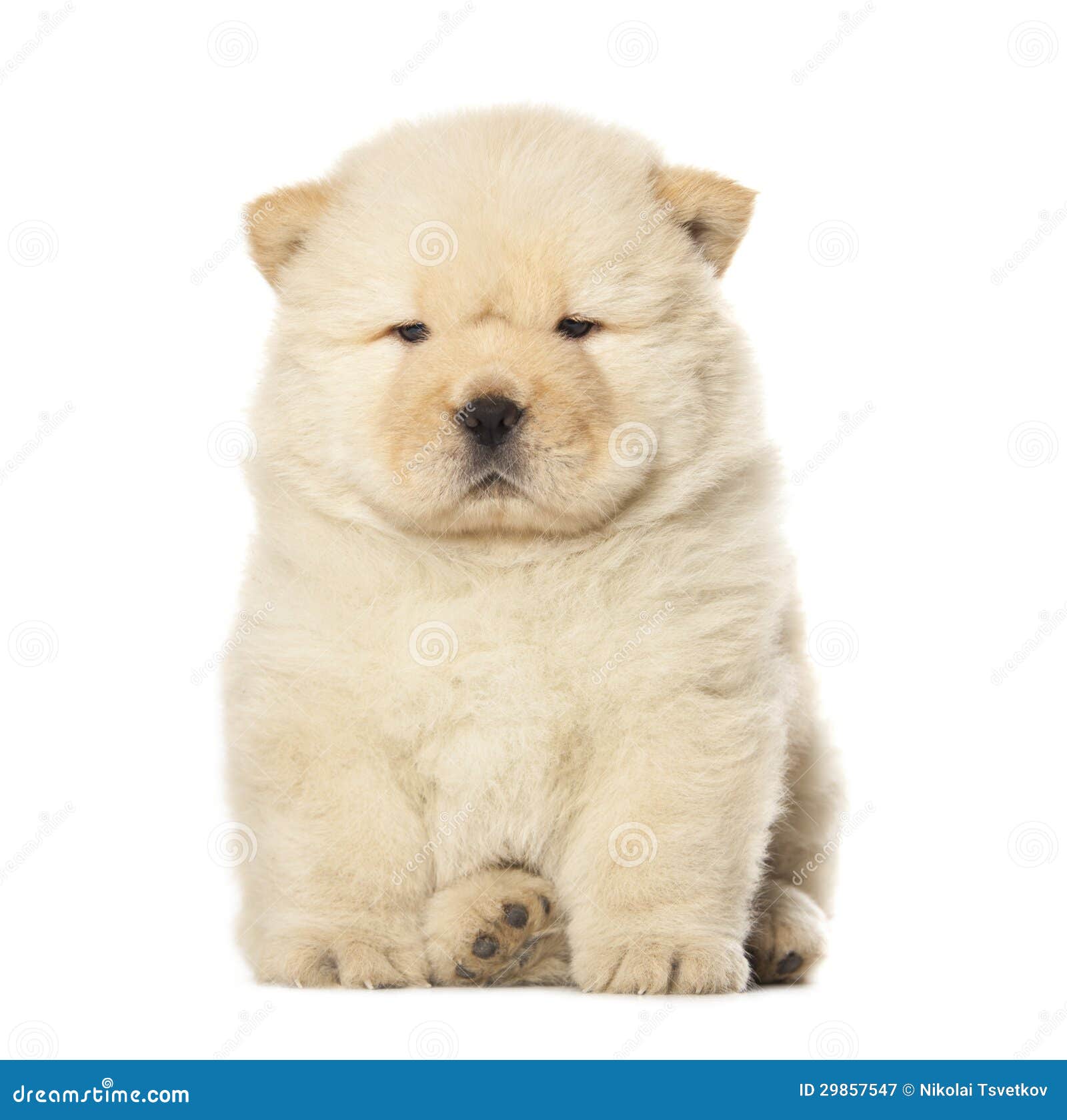 free chow chow puppies