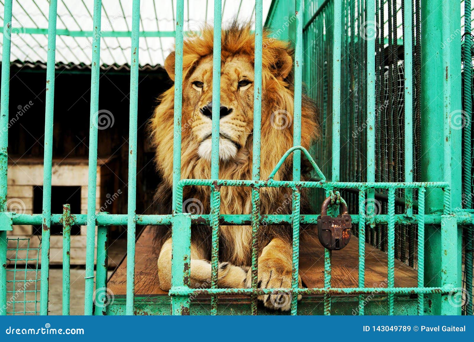 Alone Lion is Behind the Bars in a Cage at the Zoo Stock Image Image