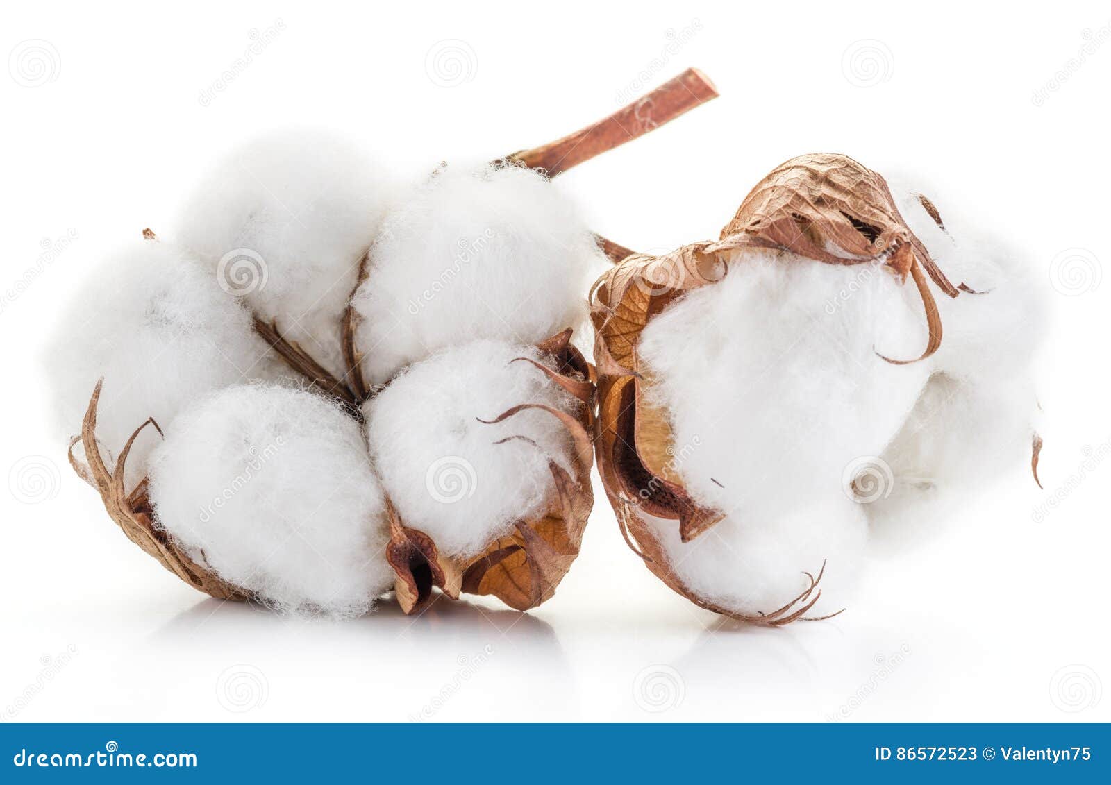 Fluffy Cotton Ball of Cotton Plant. Stock Image Image of fashion