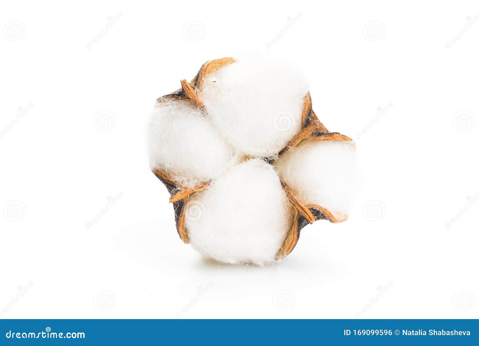 Fluffy Cotton Ball of Cotton Flower on a White Background Stock Photo