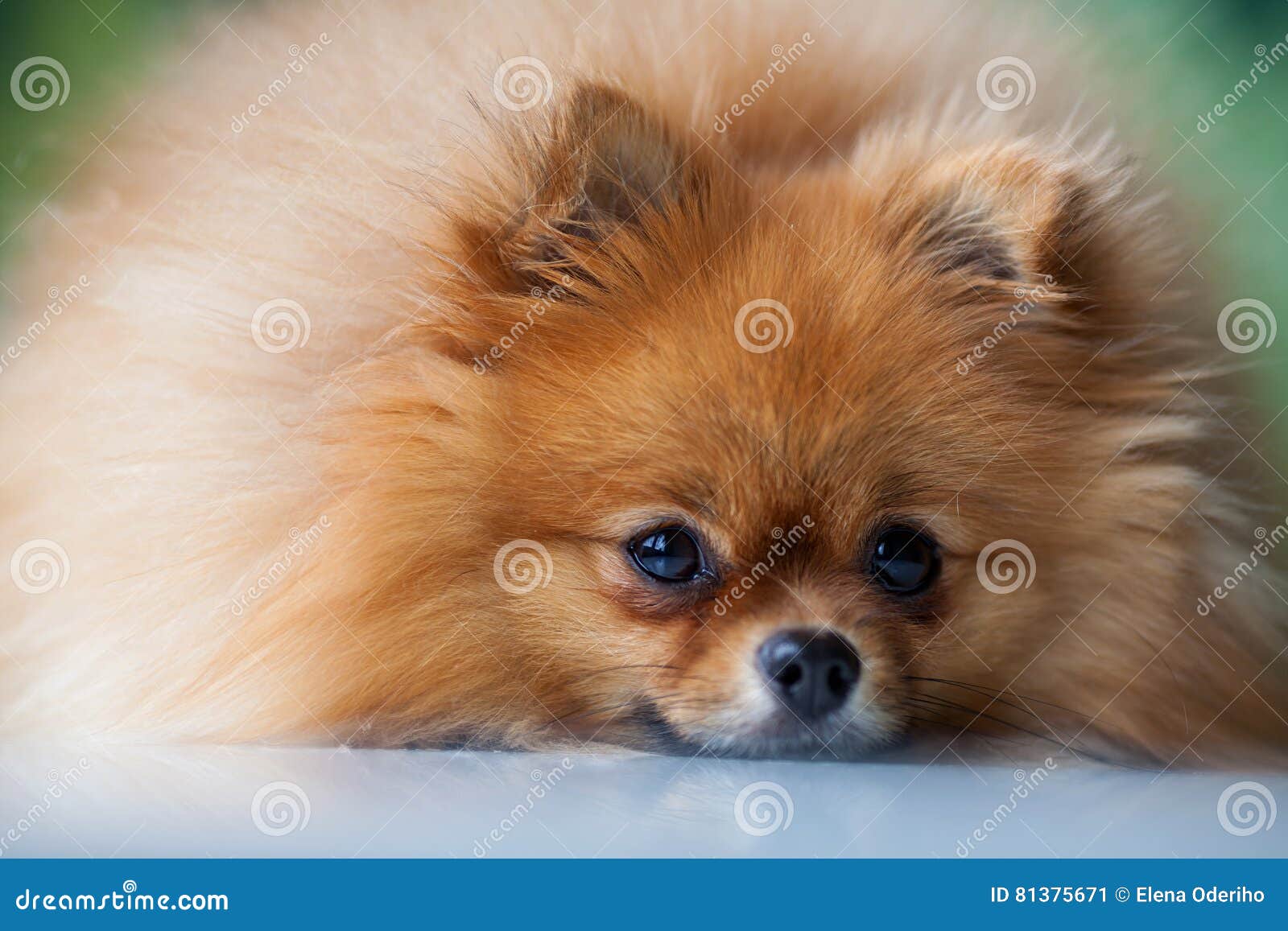 Fluffy Cute Pomeranian Lies on a White Surface Stock Image Image of