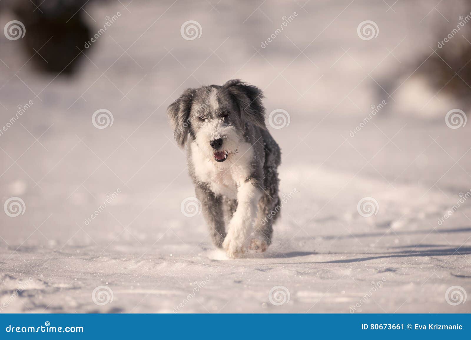 [Image: fluffy-dog-bearded-collie-running-snow-h...673661.jpg]