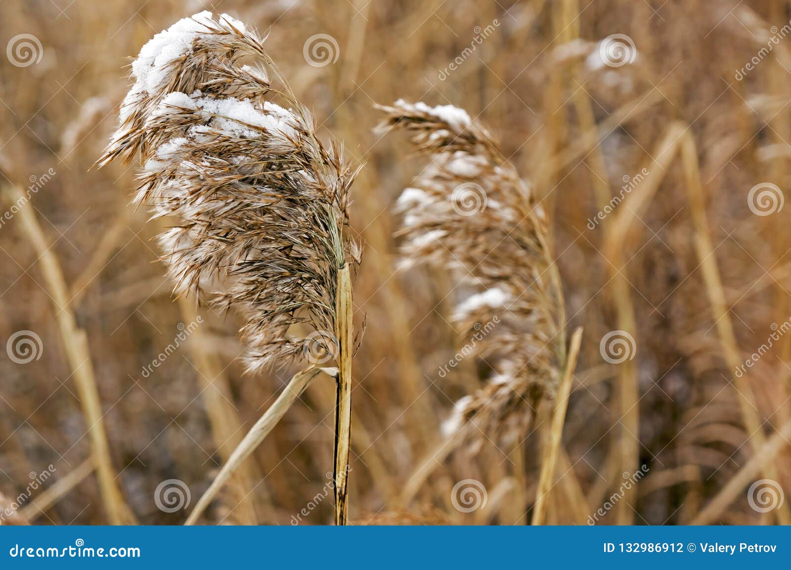 Fluffy Ear of a Weed Plant Covered with Snow Stock Photo - Image of ...