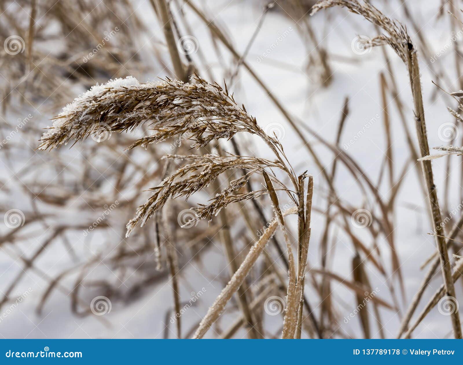 Fluffy Ear of a Weed Plant Covered with Snow and Ice Stock Photo ...
