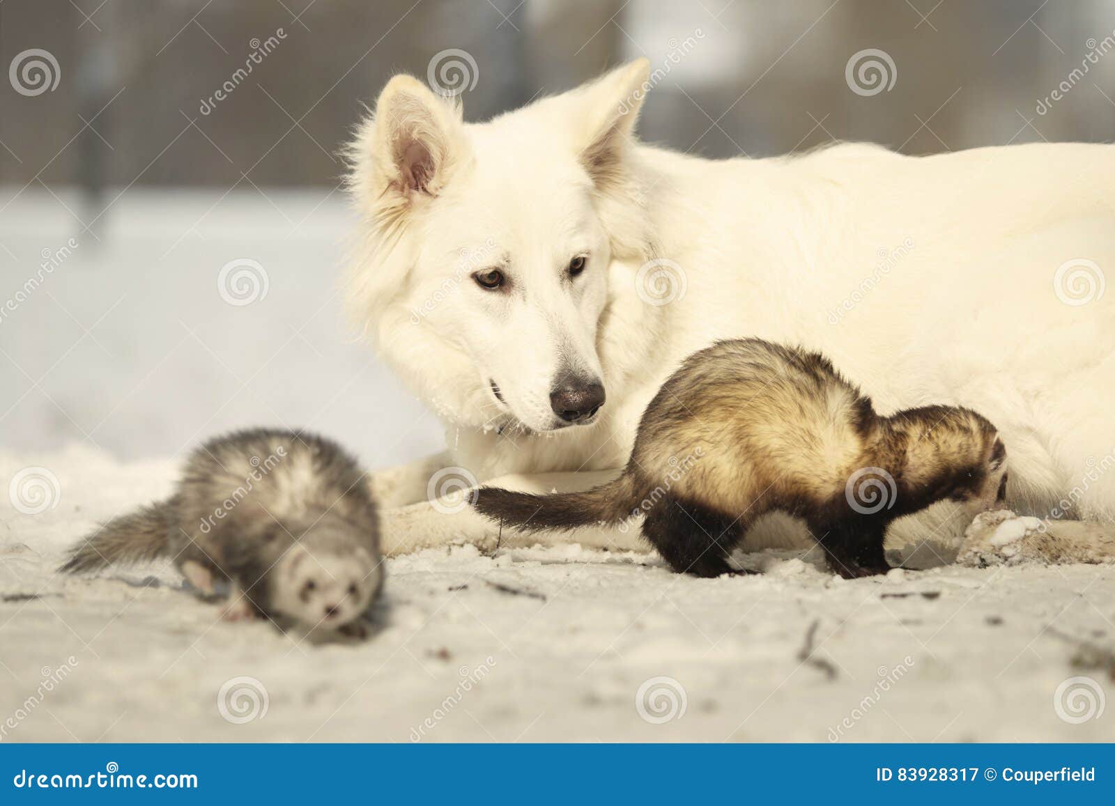 Fluffy Ferrets Enjoying Winter Time in Park with White Shepherd Stock