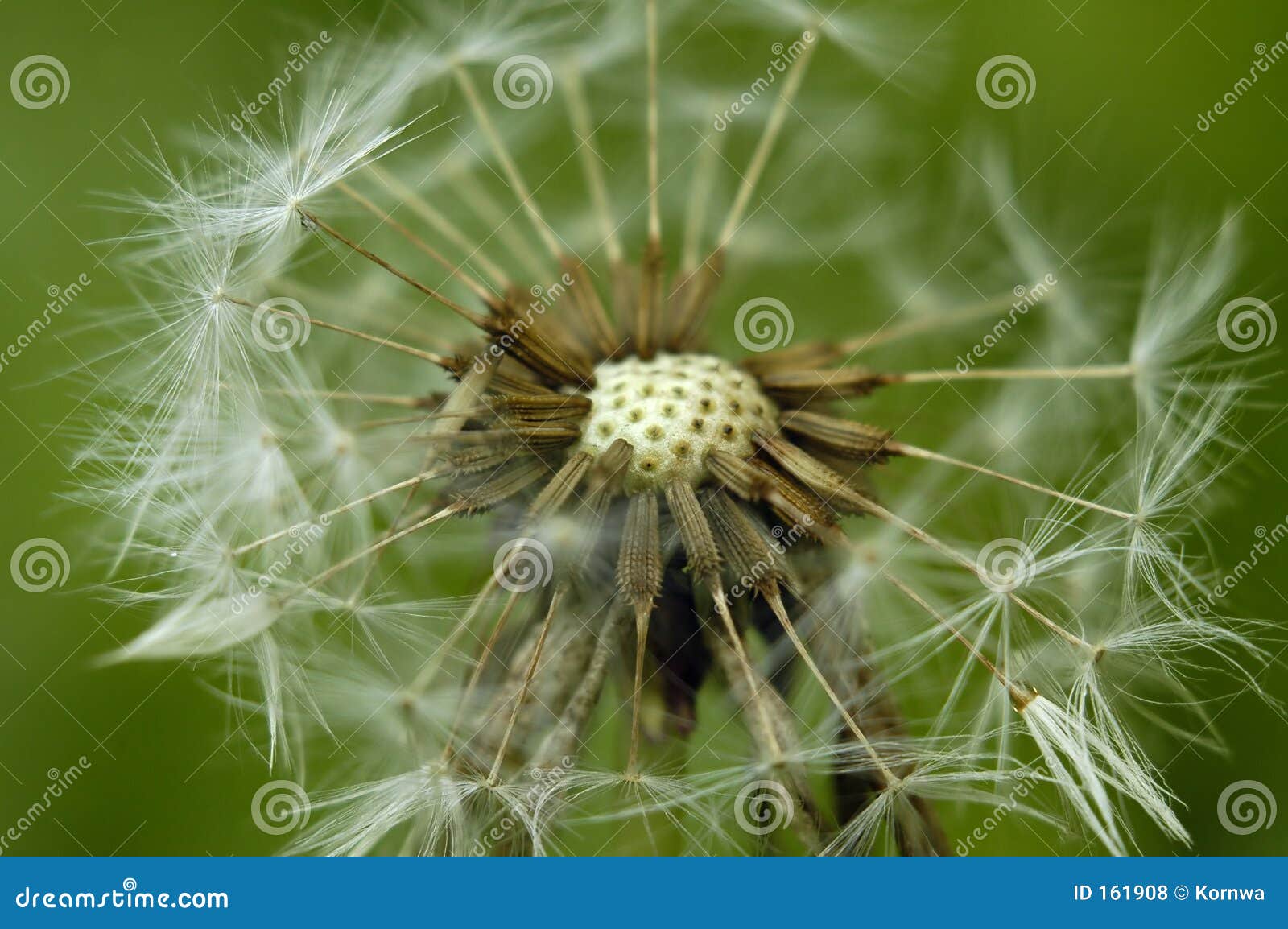Fluffy flower stock photo. Image of fluffy, macro, yellow 161908