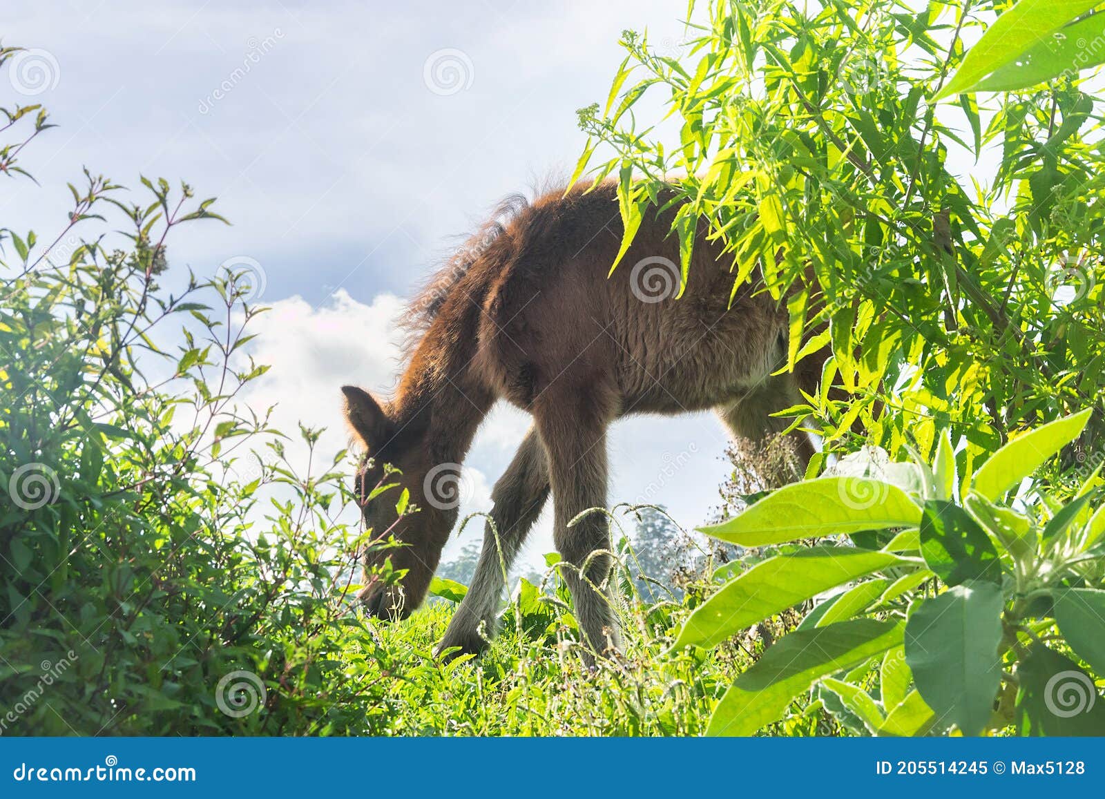 Fluffy foal in the meadow stock image. Image of breed 205514245