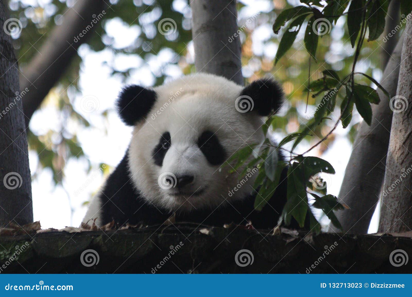 funny little baby panda cub in china