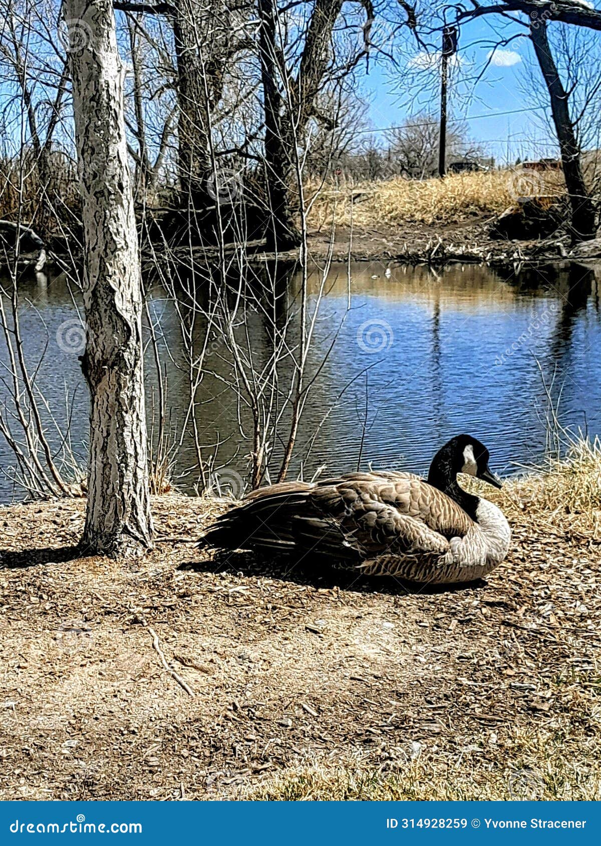fluffy goose relaxing in the sun at mylar park , cheyenne, wyoming.
