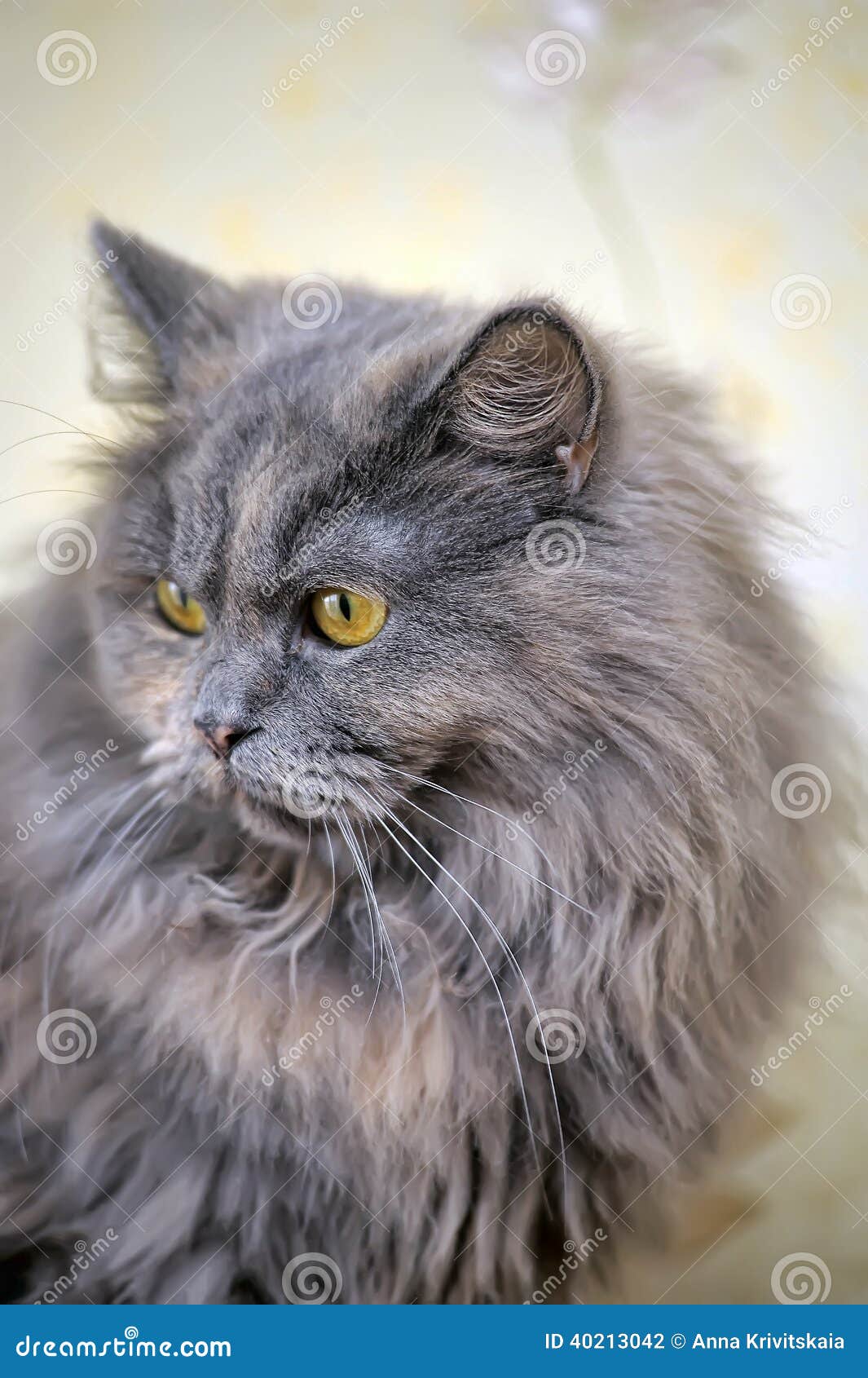 Fluffy gray cat stock photo. Image of camera, persian 40213042