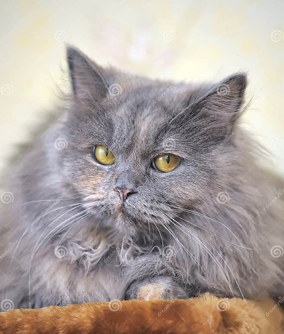 Fluffy gray cat stock image. Image of eyes, headshot 40213175