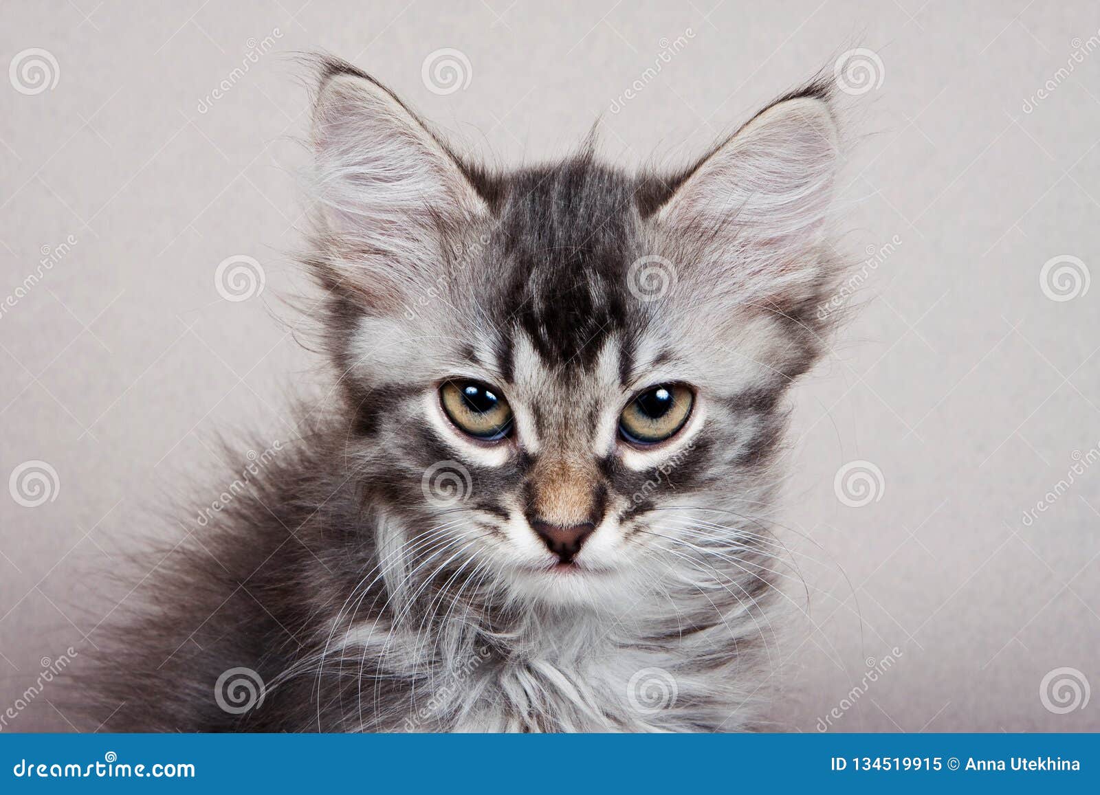 siberian kitten grey