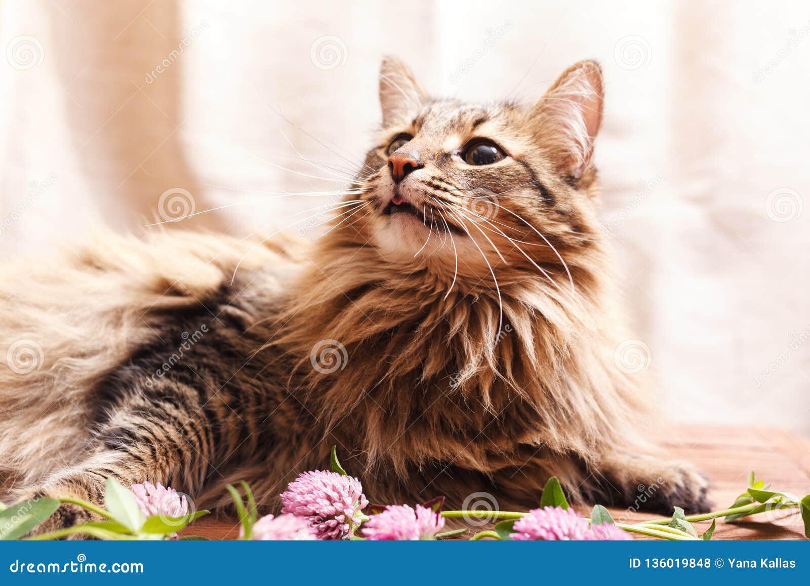 A Fluffy Gray Tabby Cat And A Pink Clover Flowers On A A Fluffy Gray Tabby Cat And A Pink Clover Flowers On A