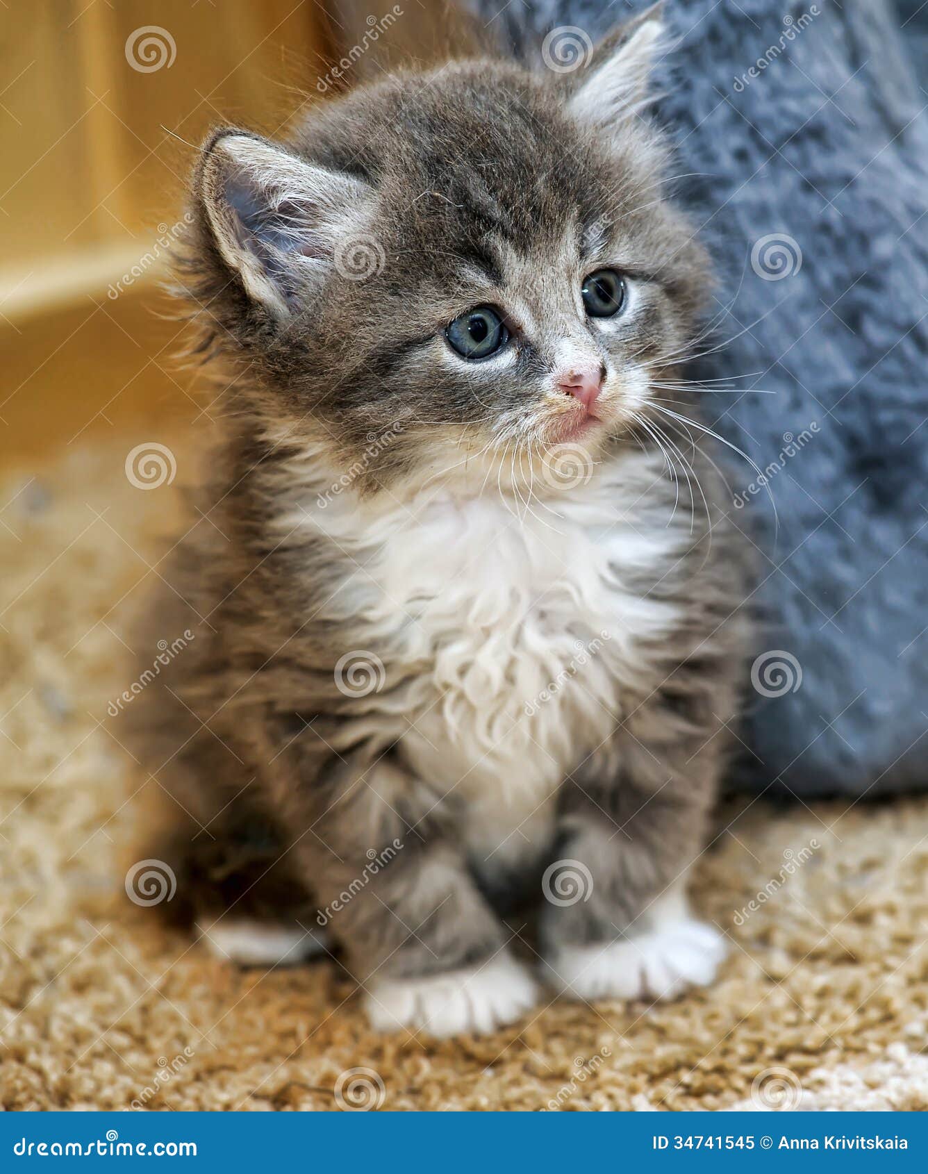 Fluffy Gray And White Kitten Stock Image - Image Of Grooming, Background:  34741545