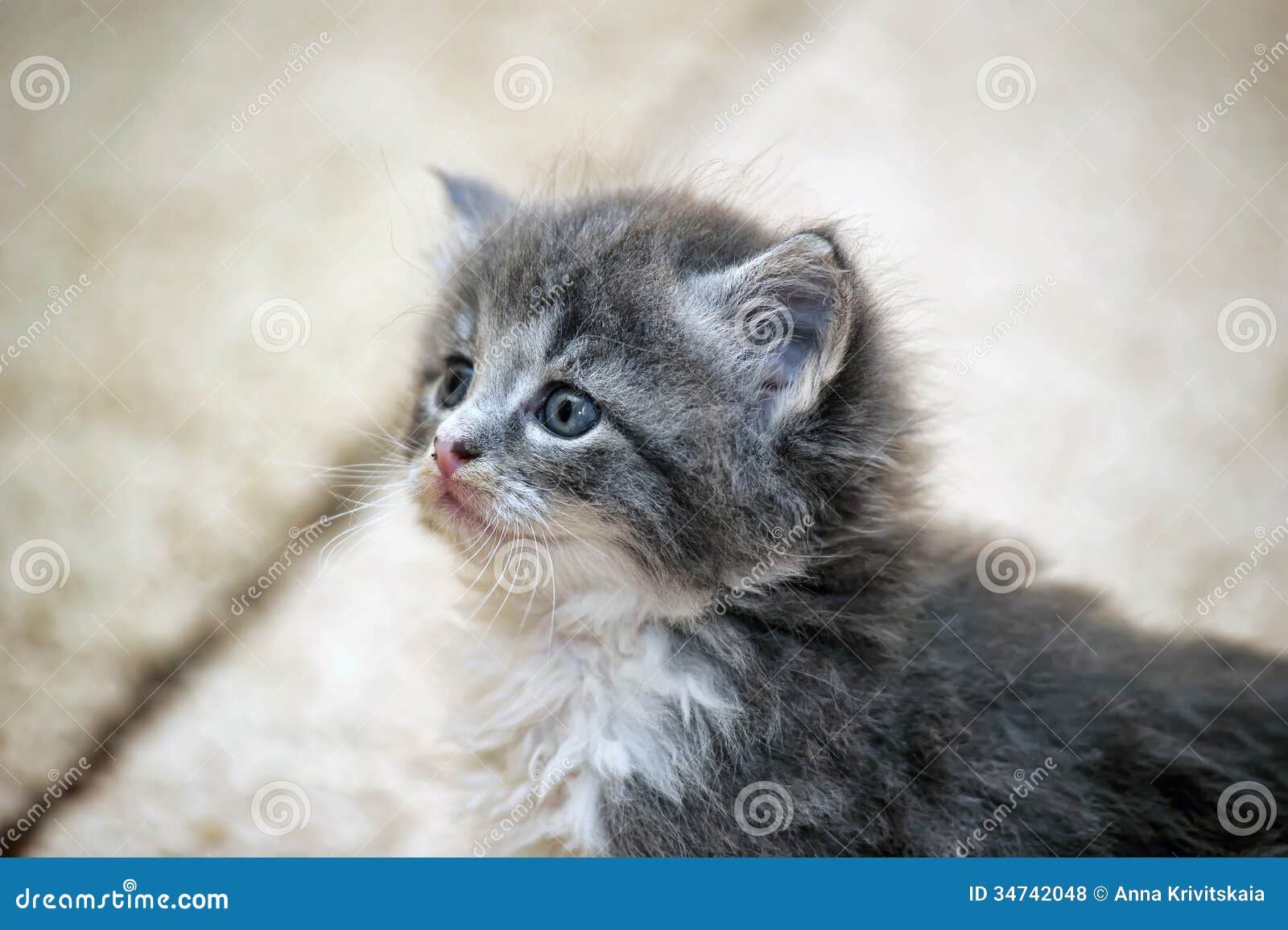 Fluffy Gray and White Kitten Stock Photo Image of kitten, adorable