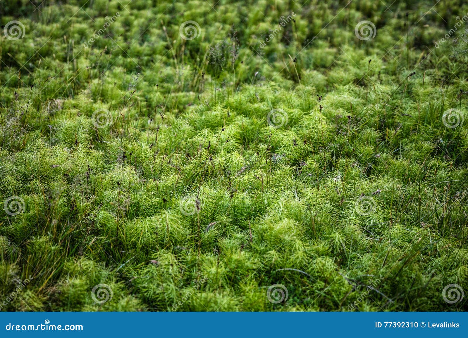 Fluffy Green Moss in Iceland Stock Photo Image of grow, environment