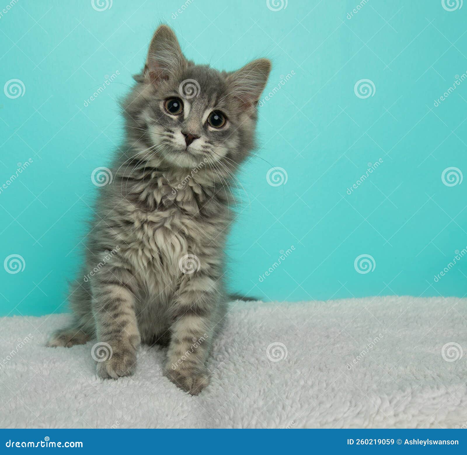 Fluffy Grey Tabby Kitten Sitting Down on a White Blanket Stock Image Image of furry, soft