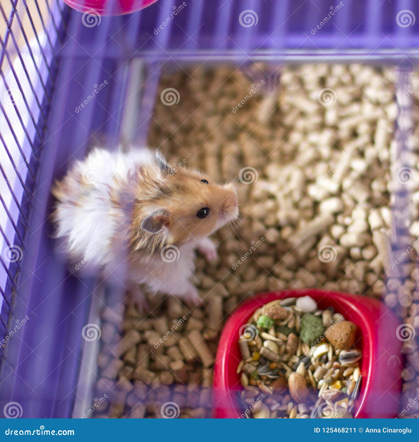 hamster fluffy bedding