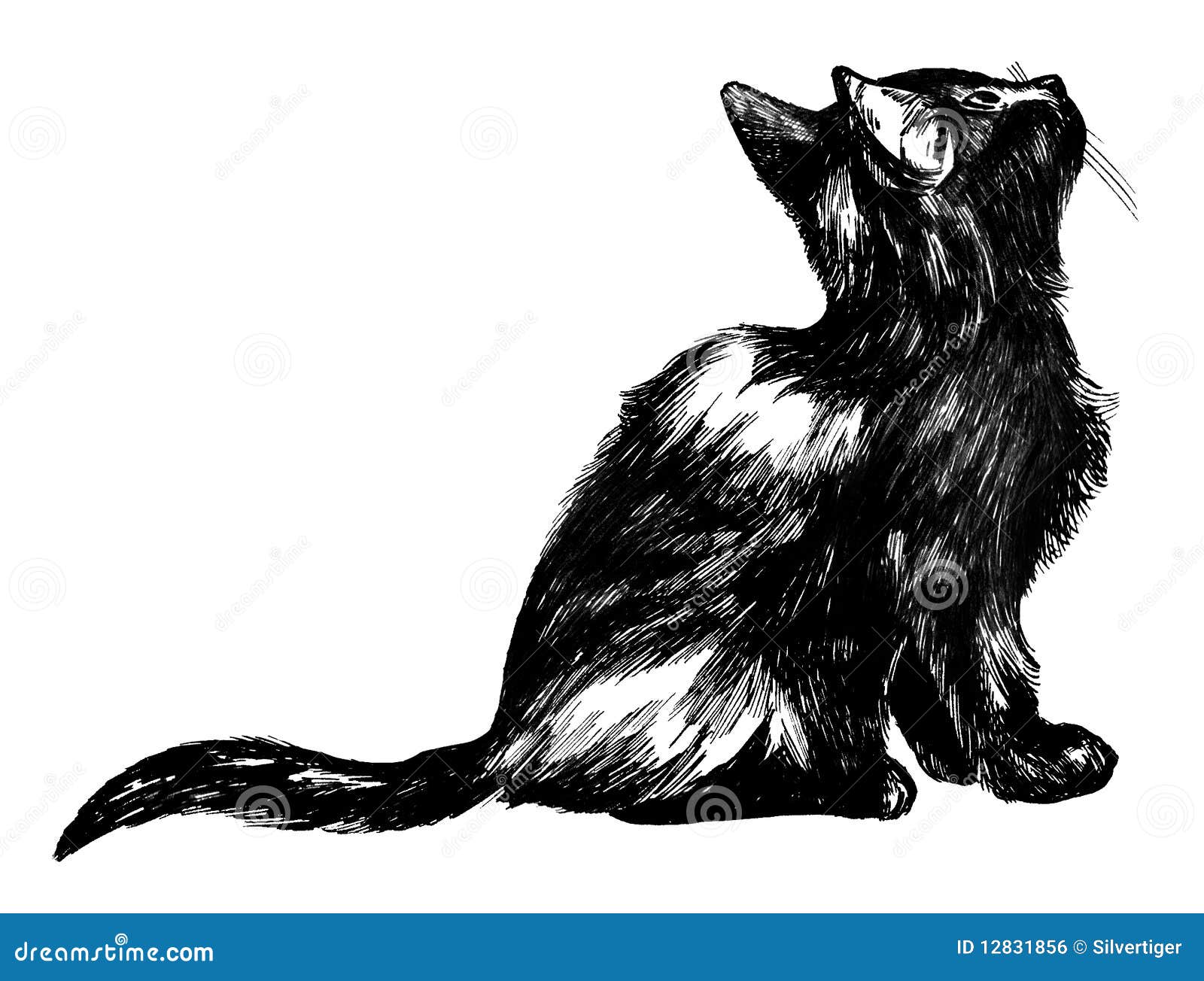 Fluffy kitten looking up stock vector. Illustration of detail 12831856