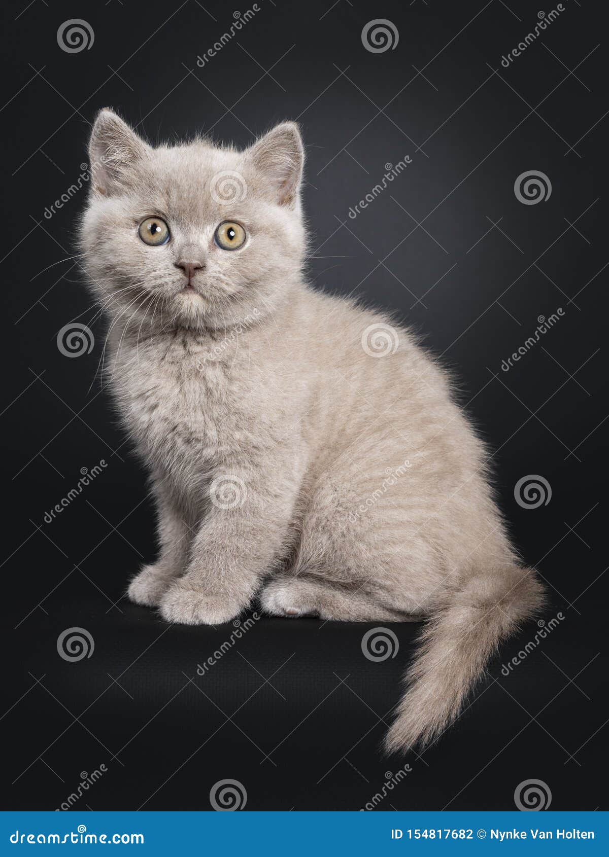 Lilac British Shorthair Kitten On Black Stock Photo Image Of Camera Adorable 154817682
