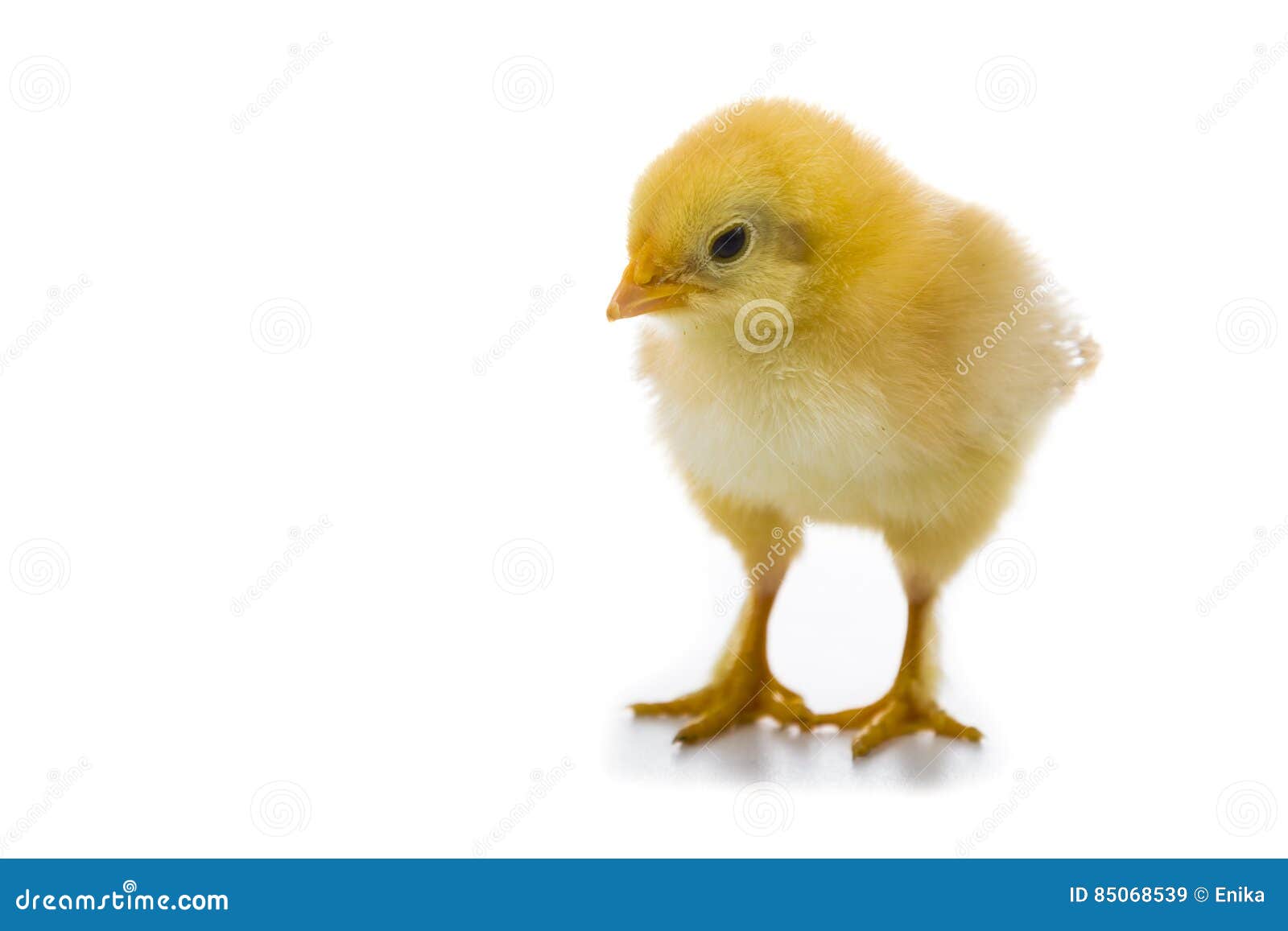 Fluffy Little Yellow Chicken on a White Background. Stock Image Image