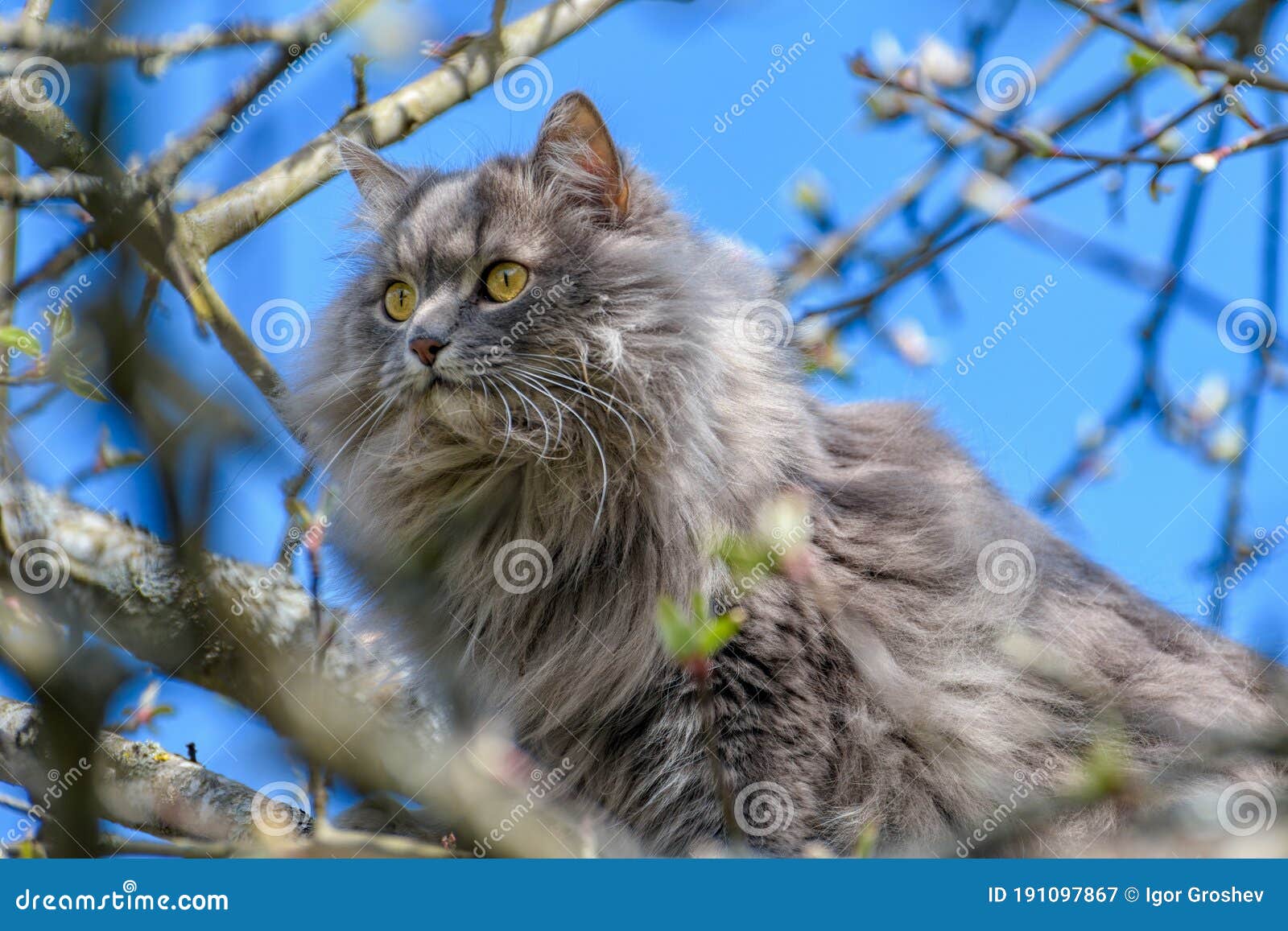 A Fluffy Long-haired, Smoky-grey Cat with Yellow Eyes Walks in the Branches  of Trees Stock Image - Image of kitten, healthy: 191097867
