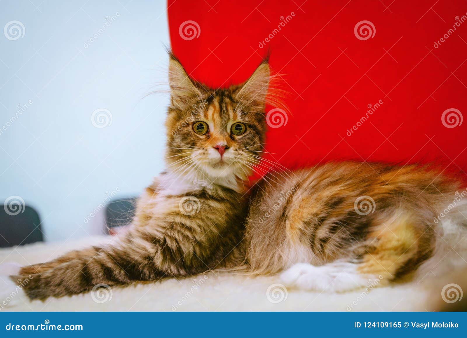 Fluffy Maine Coon with Ears Brushes Stock Image - Image of smart ...