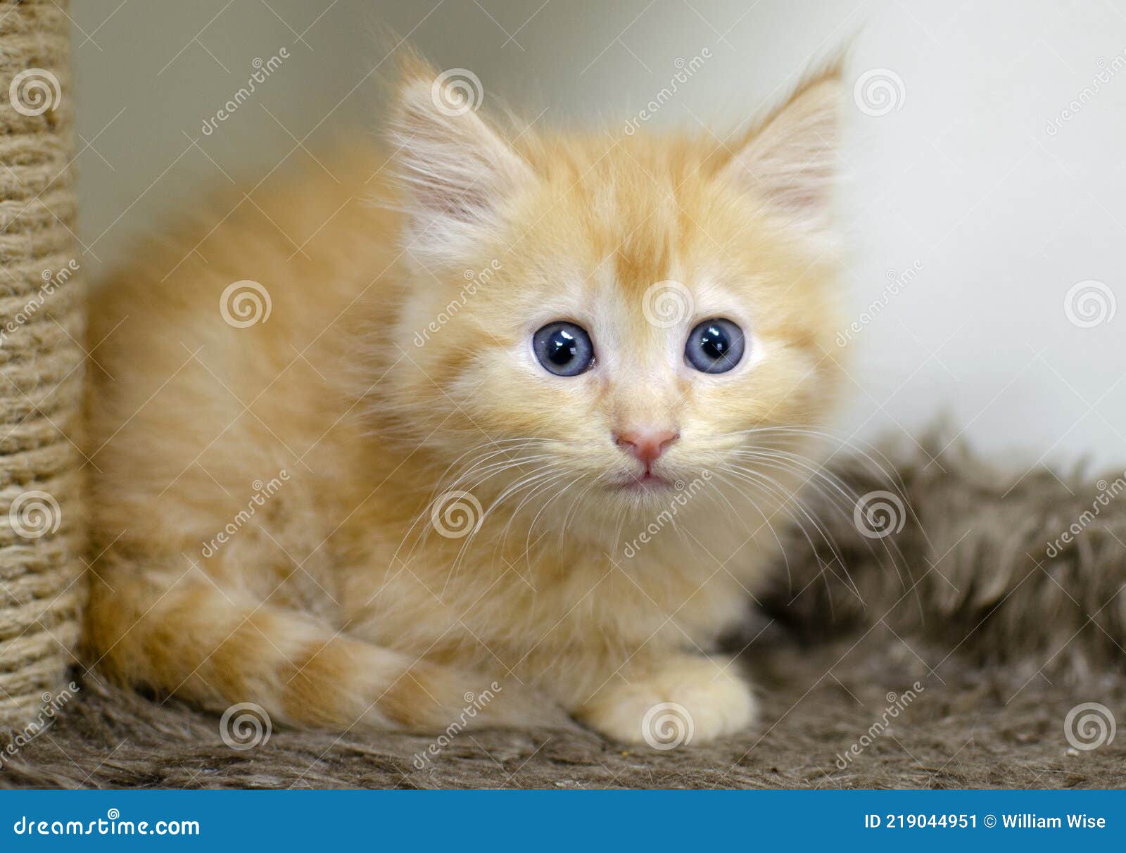Fluffy Orange Long Hair Kitten With Blue Eyes Stock Image Image Of Website Post