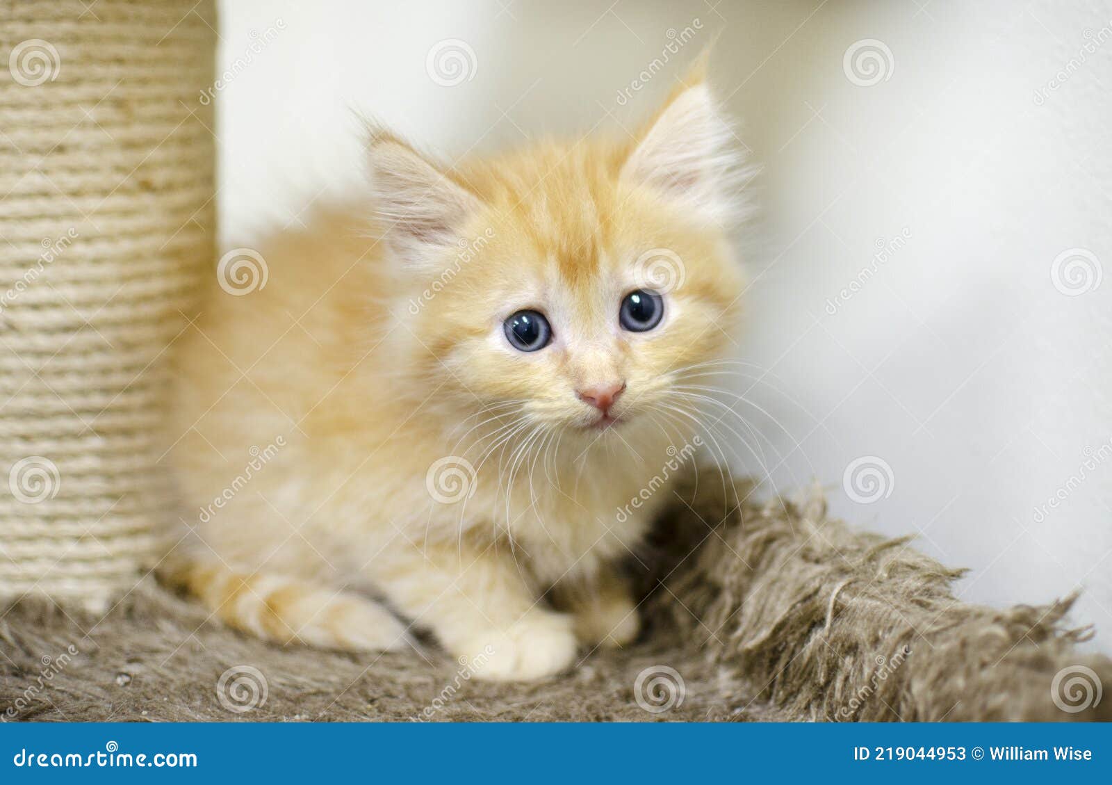 Fluffy Orange Long Hair Kitten with Blue Eyes Stock Image - Image of orange,  fluffy: 219044953