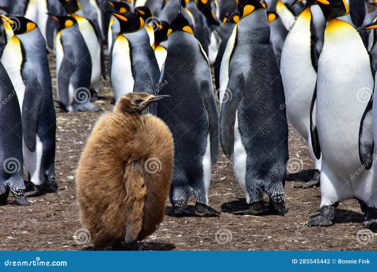 Fluffy Penguin Chick in a Colony of King Penguins Stock Photo - Image ...
