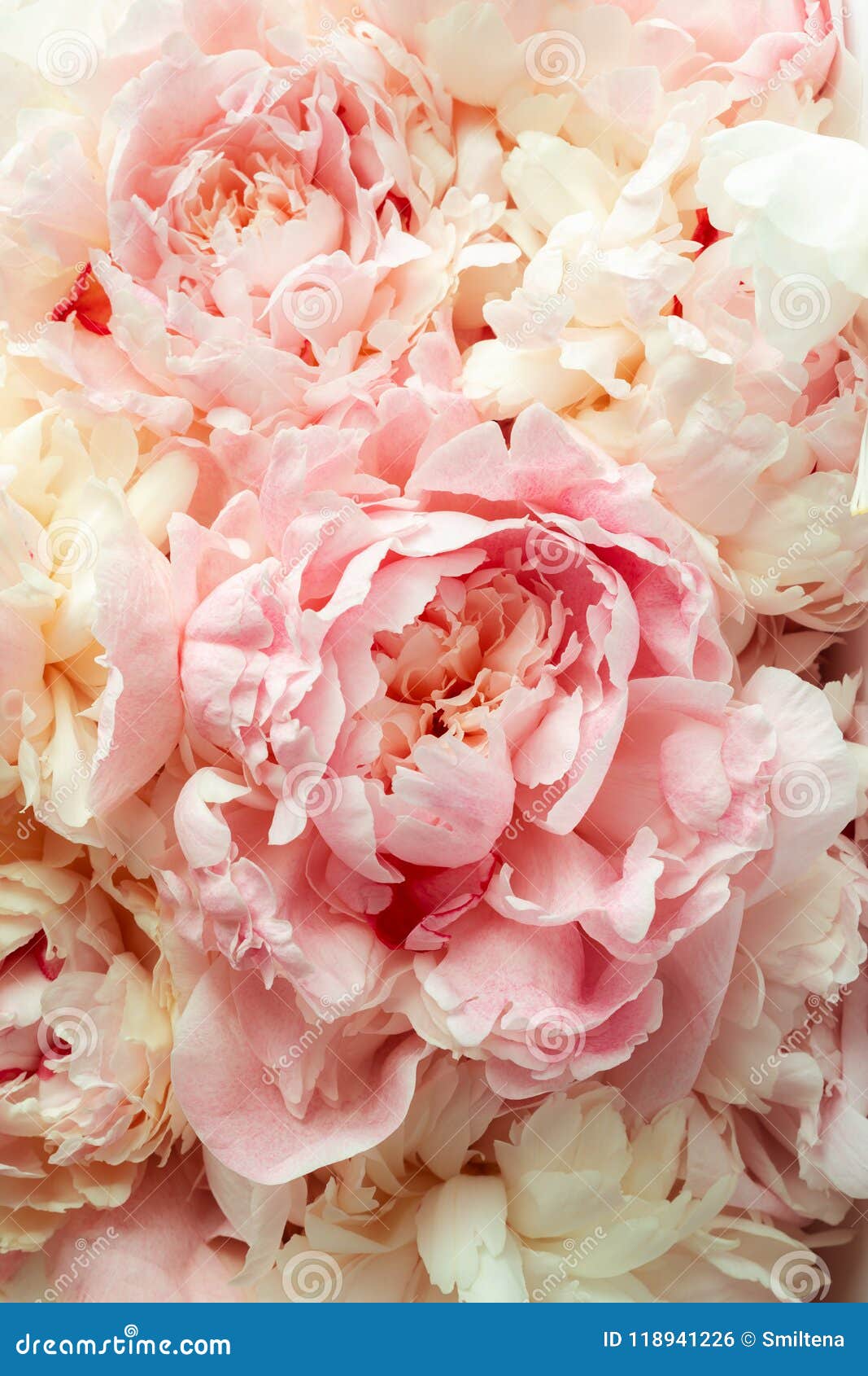 Fluffy Pink Peonies Flowers Stock Photo Image of bunch, closeup