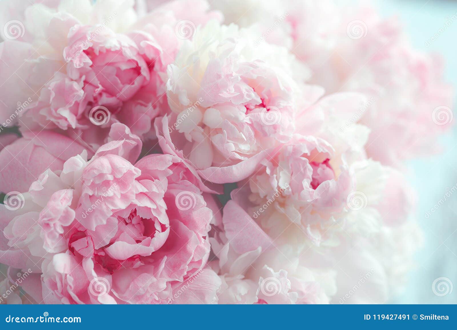 fluffy pink peonies flowers