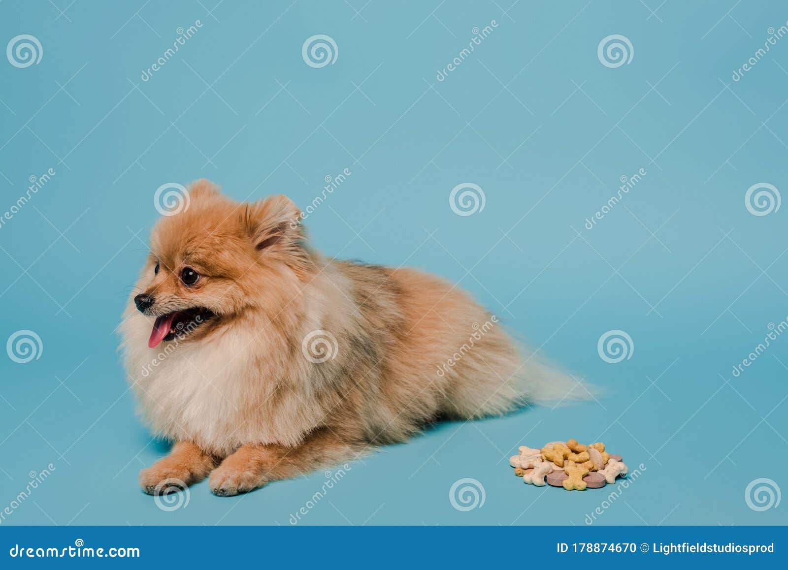 Fluffy Pomeranian Spitz Dog with Tablets on Blue Stock Photo Image of