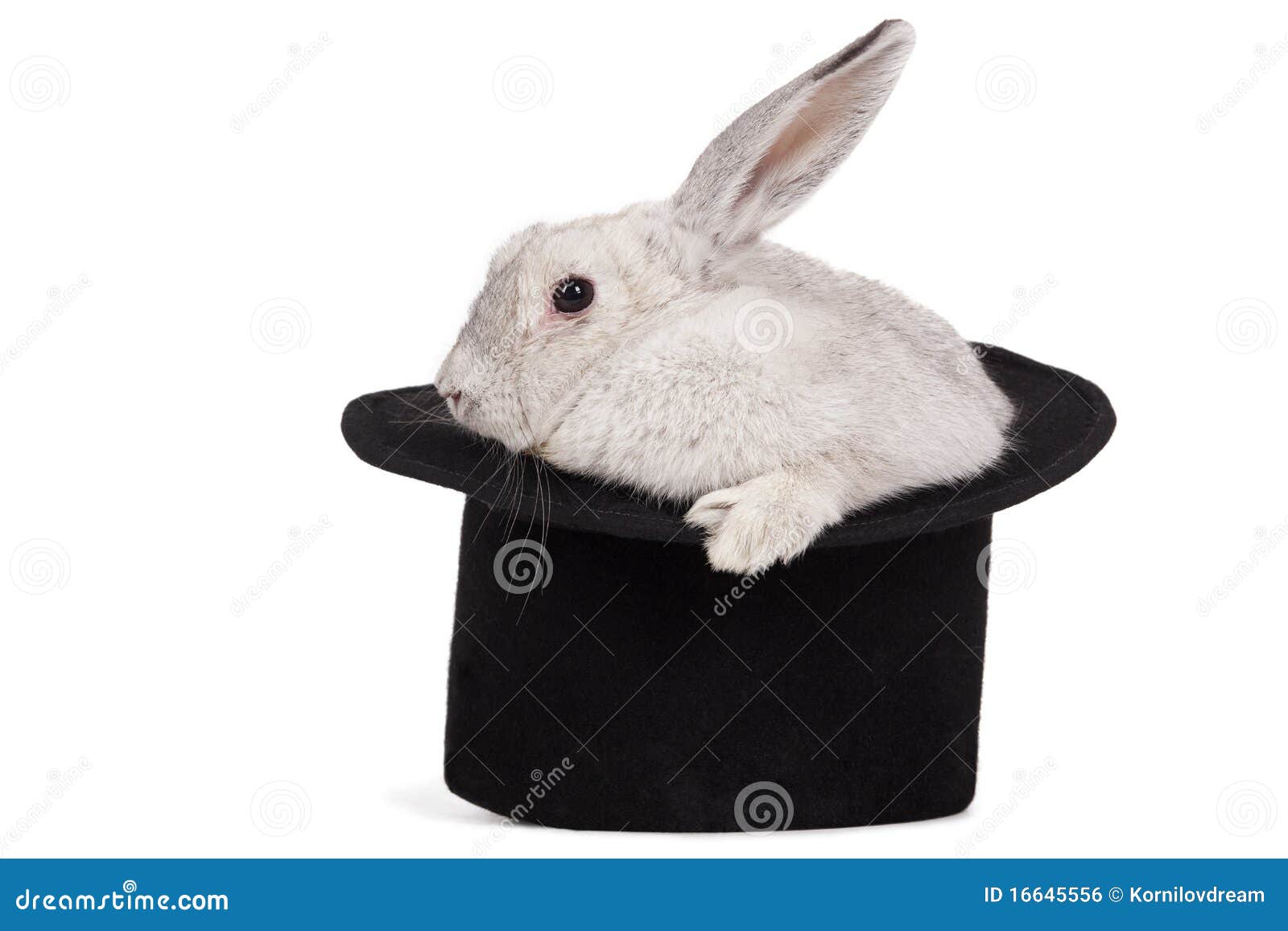 Fluffy rabbit in top hat stock photo. Image of creature 16645556
