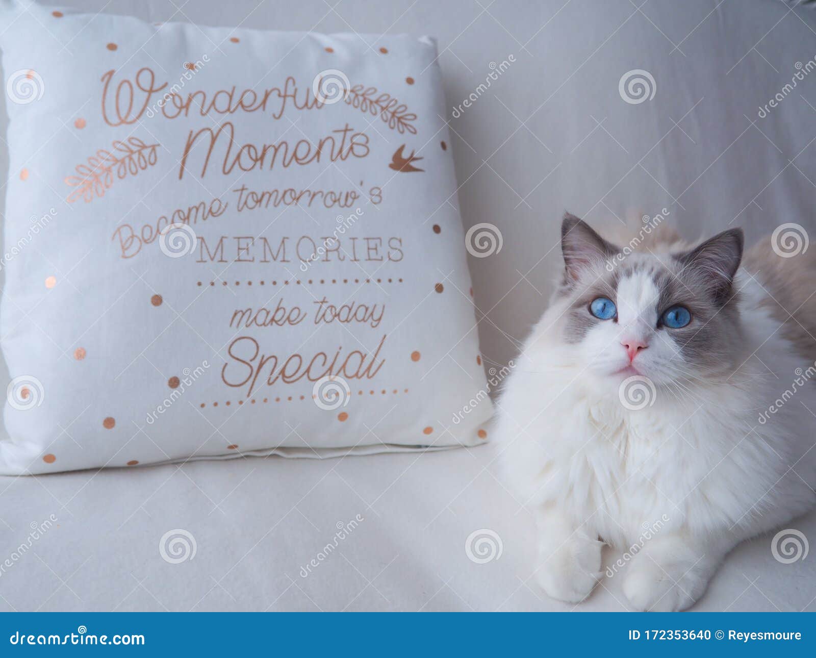 fluffy ragdoll cat with cushion.