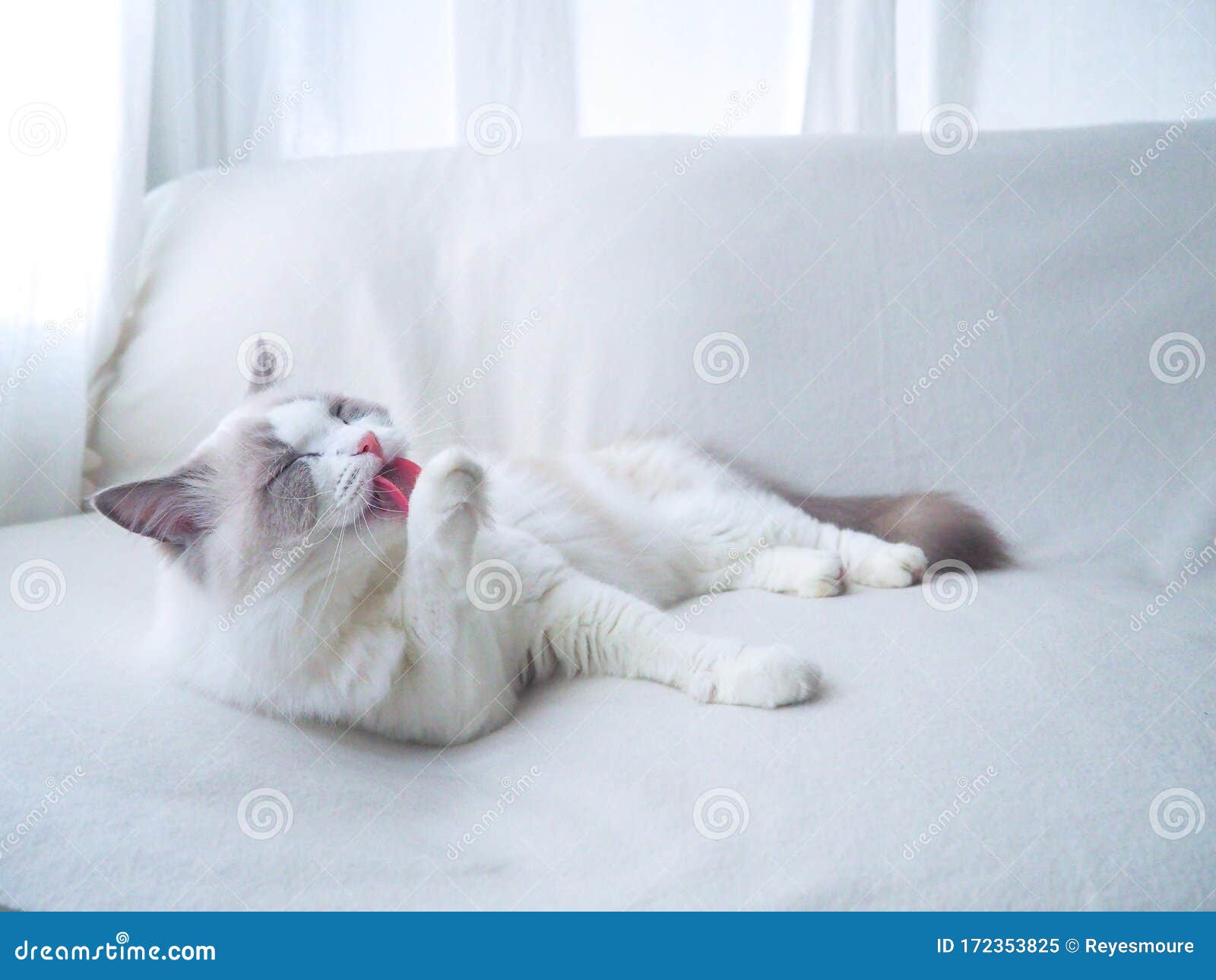 fluffy ragdoll cat tongue out.