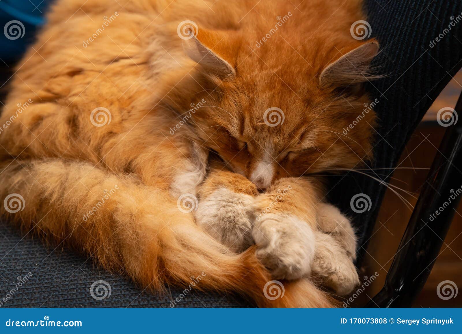 Fluffy Red Cat Sleeping on a Chair Stock Photo Image of warm