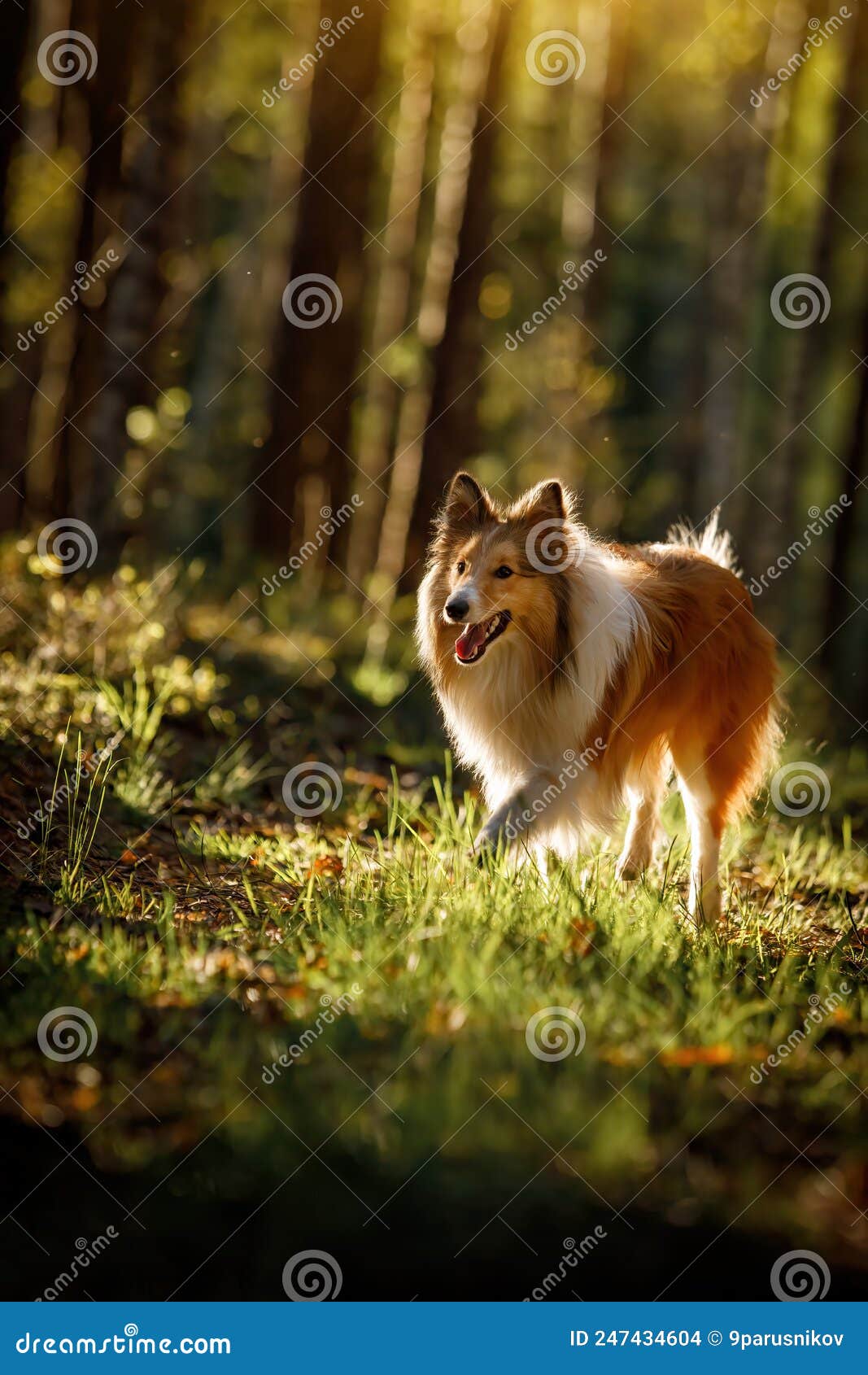 fluffy sable color sheltie dog in summer sunset forest.