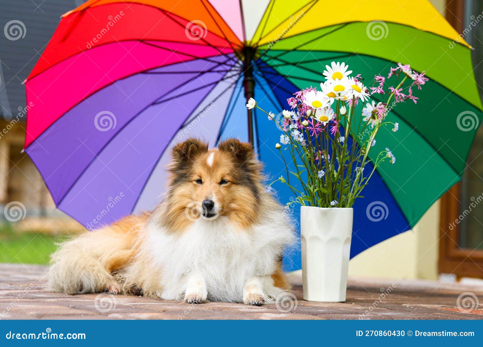 Sheltie Umbrella Sheltie Umbrella