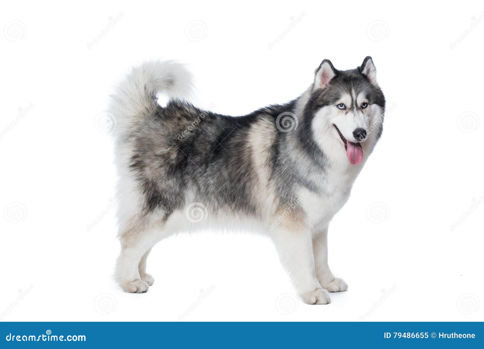Fluffy Siberian Husky Dog Stand on a White Background Stock Image ...
