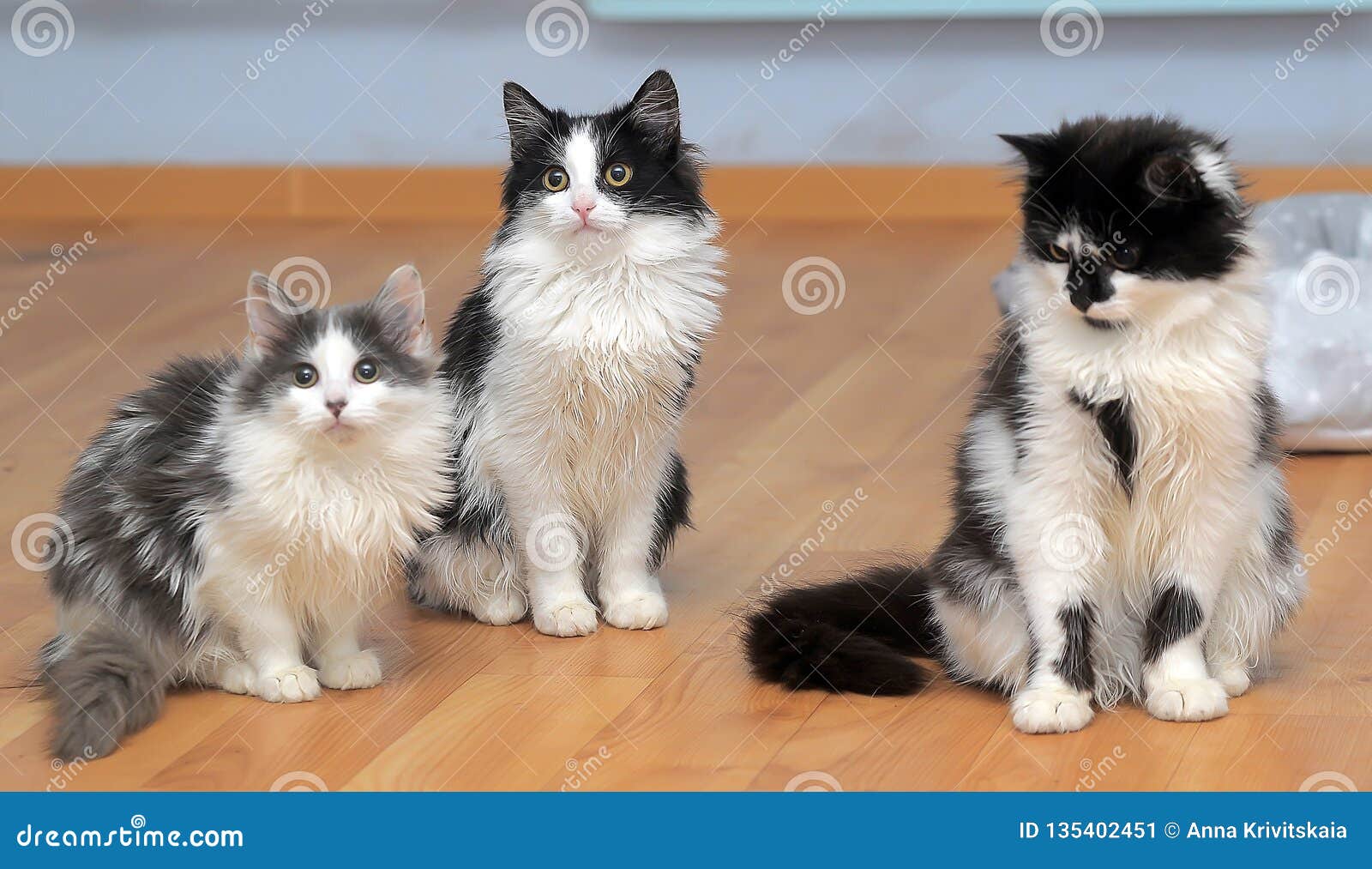 Fluffy Siberian Kittens White With Black And With Gray Stock Image Image Of Longhair Lying