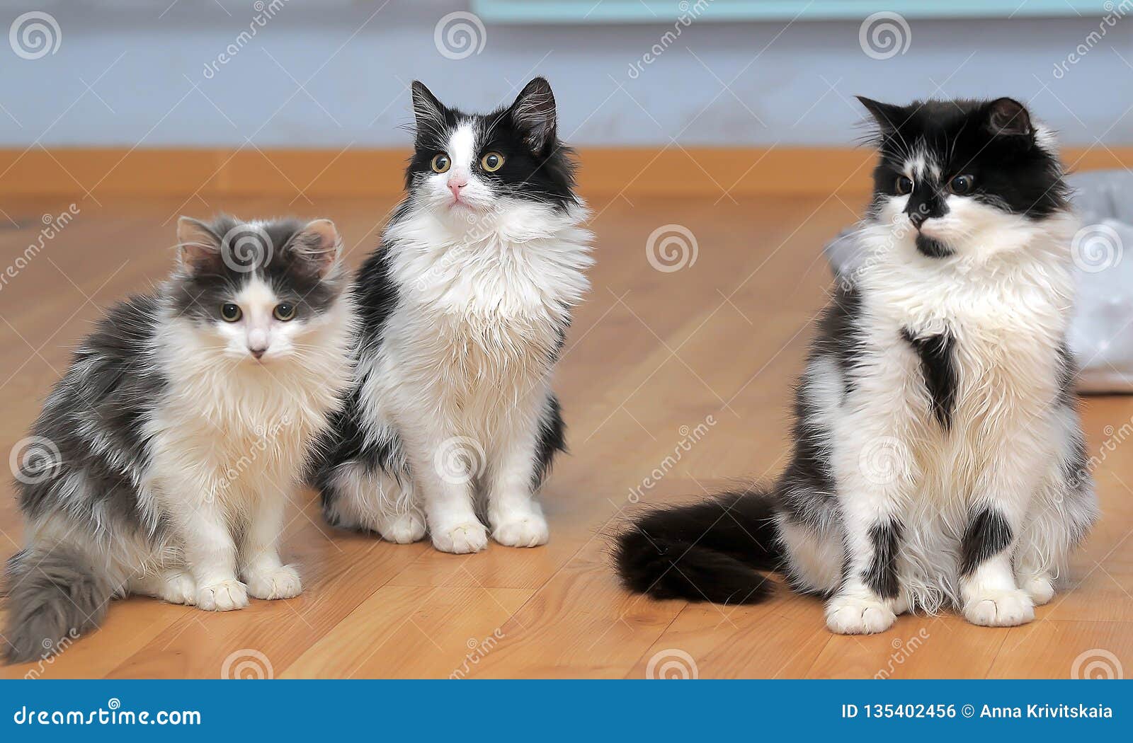 Fluffy Siberian Kittens White with Black and with Gray Stock Photo ...