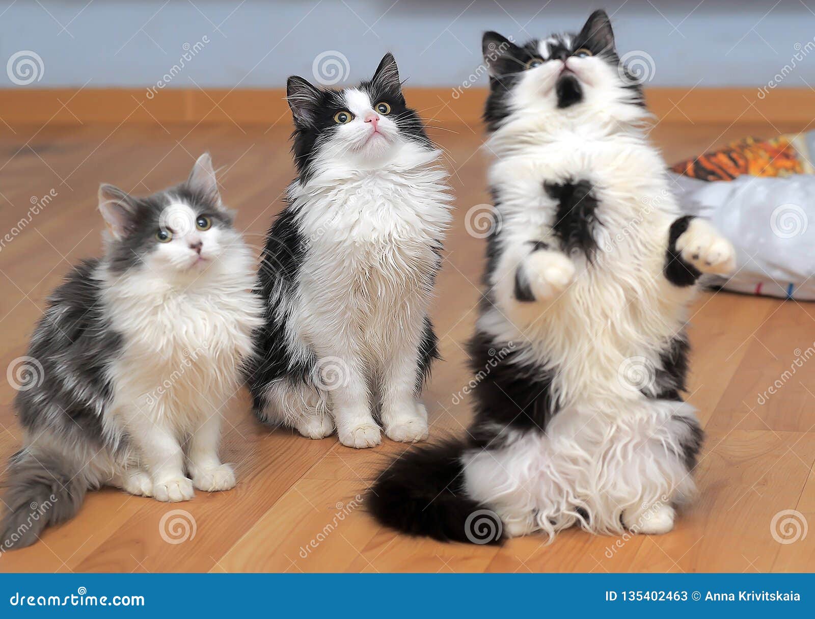 Fluffy Siberian Kittens White with Black and with Gray Stock Image ...